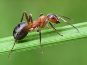 Ant climbing leaf in front yard of a Louisiana home